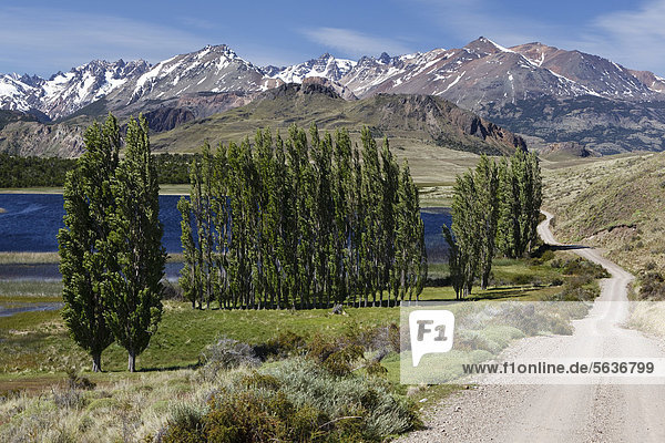 Pappeln vor den chilenischen Anden am Rio Chacabuco  Cochrane  Region de Aysen  Patagonien  Chile  Südamerika  Amerika