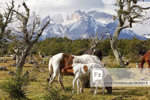 A mare and a foal on a green meadow in front of the Cuernos del Paine granite mountains  Torres del Paine National Park  Thyndal  Magallanes and Ant·rtica Chilena Region  Patagonia  Chile  South America  America
