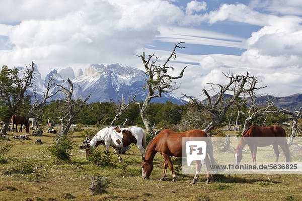 Grazing horses on a green meadow in front of the Cuernos del Paine granite mountains  Torres del Paine National Park  Thyndal  Magallanes and Ant·rtica Chilena Region  Patagonia  Chile  South America  America