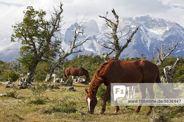Grasende Pferde auf einer grünen Wiese vor den Granitbergen Cuernos del Paine des Nationalparks Torres del Paine  Thyndal  Region Magallanes Antartica  Patagonien  Chile  Südamerika  Amerika