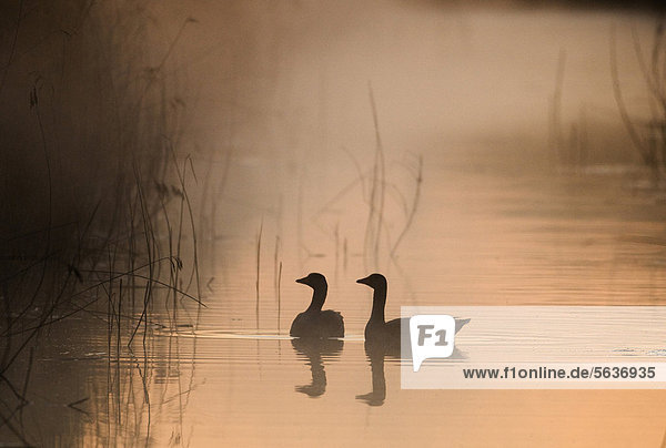 Graugans (Anser anser)  Altvogel-Pärchen  beim Schwimmen am Deich  als Silhouette in der Morgendämmerung  Cley Marshes Reserve  Cley-next-the-sea  Norfolk  England  Großbritannien  Europa
