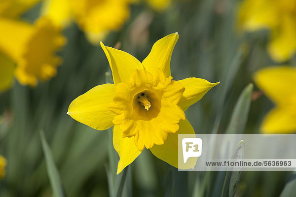 Osterglocken (Narcissus pseudonarcissus)