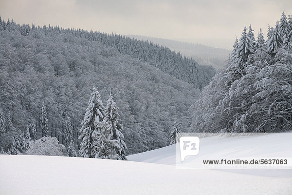 Blick über den verschneiten Thüringer Wald bei Masserberg  Thüringen  Deutschland  Europa