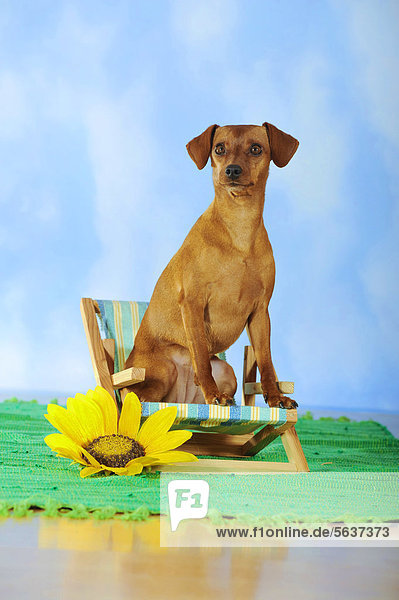 Zwergpinscher  sitzend auf Mini-Liegestuhl neben Sonnenblume