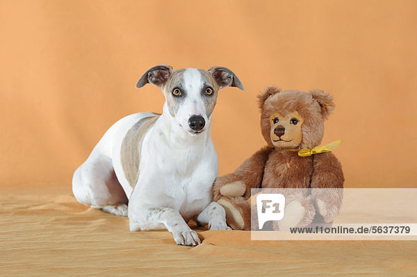 Whippet liegend neben Teddybär