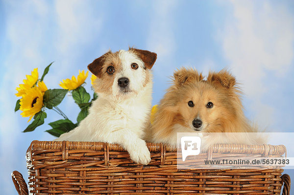 Jack Russell Terrier und Sheltie in Weidenkorb