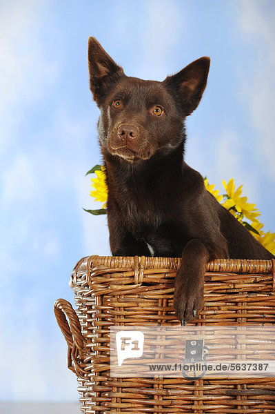 Australian Kelpie  Farbton Schoko  in Weidenkorb