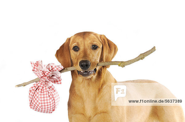 Labrador Retriever  Hündin  Farbton Gelb  hält Stock mit kariertem Beutel