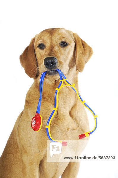 Labrador Retriever  junge Hündin  Farbton Gelb  mit Stethoskop