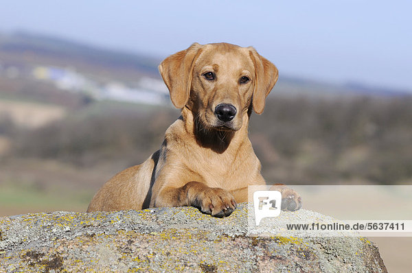 Labrador Retriever  junge Hündin  Farbton Gelb  liegend auf Felsen