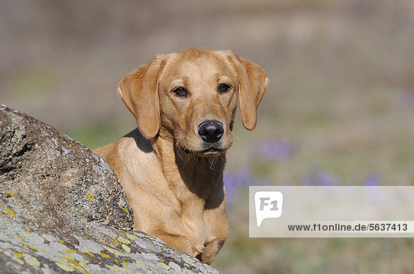 Labrador Retriever  junge Hündin  Farbton Gelb  neben Felsen