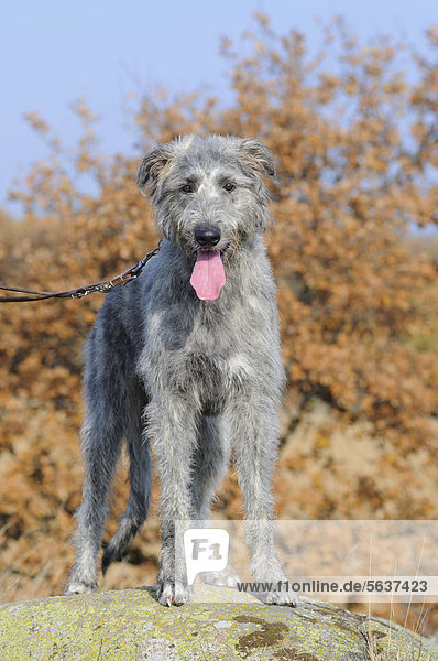 Irish Wolfhound  stehend  im Herbst