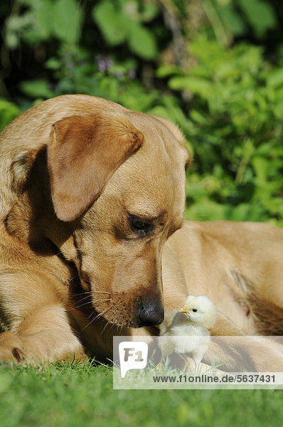 Labrador Retriever  Farbton Gelb  Hündin  mit Hühnerküken