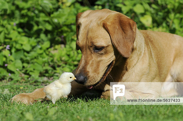 Labrador Retriever  Farbton Gelb  Hündin  mit Hühnerküken