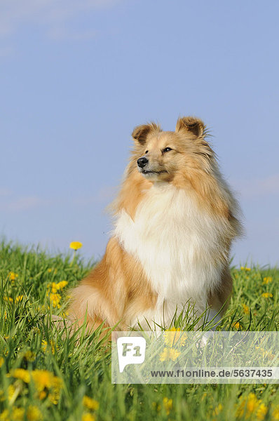 Sheltie  Farbton Sable  sitzend in Löwenzahnwiese