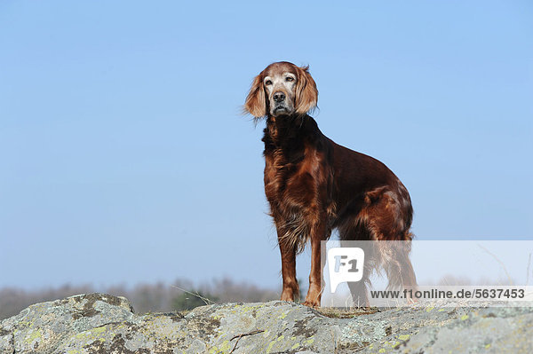Irish Setter stehend auf Felsen