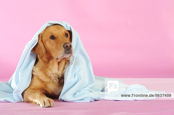 Golden Retriever liegend unter blauer Decke
