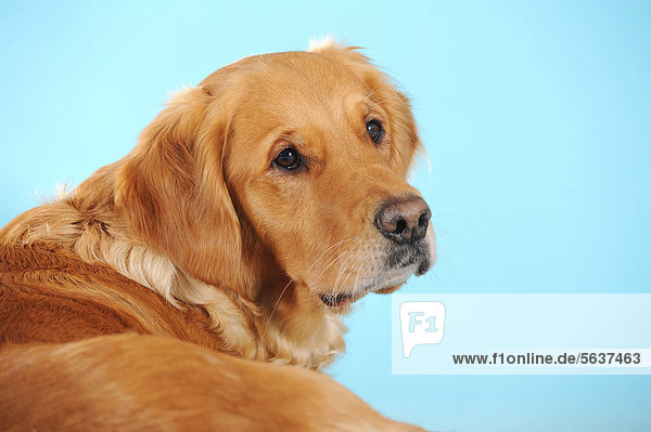 Golden Retriever  liegend