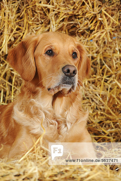 Golden Retriever im Stroh