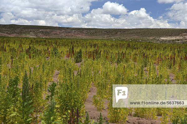 Quinoa (Chenopodium quinoa)  Andes  Bolivia  South America