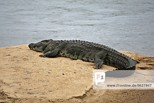 Nilkrokodil (Crocodylus niloticus) liegt auf einer Sandbank  Krüger-Nationalpark  Südafrika  Afrika