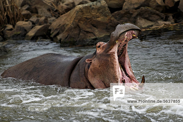 Flusspferd oder Nilpferd (Hippopotamus amphibius) im Wasser mit aufgerissenem Maul  Krüger-Nationalpark  Südafrika