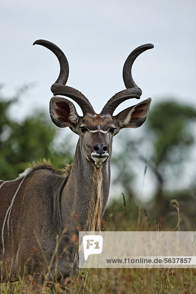 Großer Kudu (Tragelaphus strepsiceros)  Bock  Porträt  Krüger-Nationalpark  Südafrika  Afrika