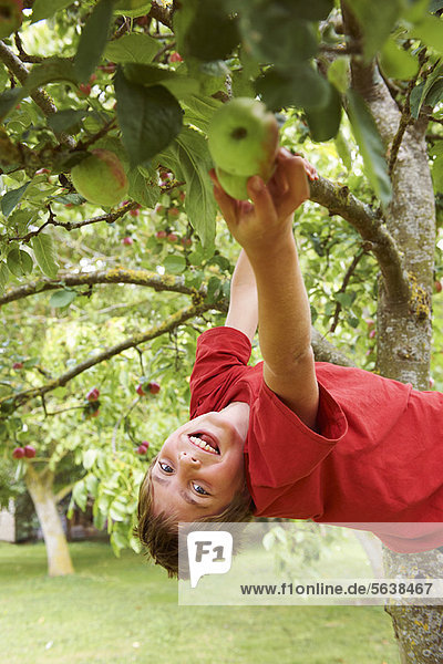 Smiling boy picking fruit in tree