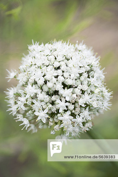 Nahaufnahme von weißen Allium Blume