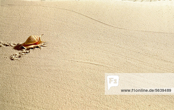 Muschel in blankem Sandstrand