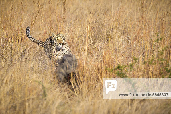 Ein Leopard jagt ein Warzenschwein durch hohes Gras.