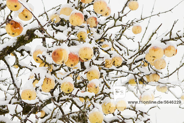 Winter-Apfelbaum