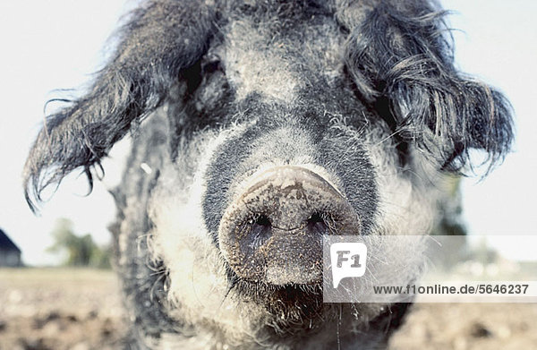 Schwein auf dem Bauernhof mit Blick auf die Kamera