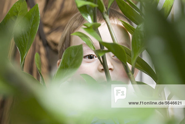 Kind schaut hinter die Pflanze