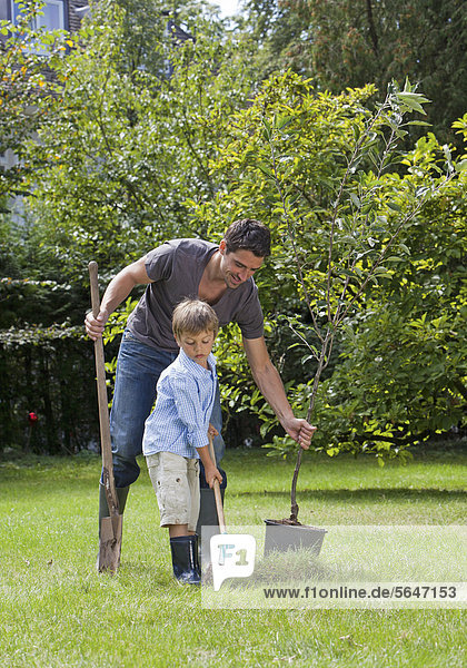 Vater mit Sohn im Garten  Baum pflanzen