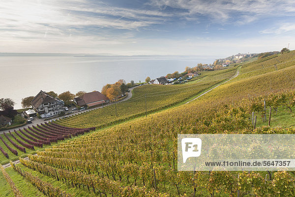 Grapevines  Haltnau winery near Meersburg  looking towards Lake Constance  Bodenseekreis district  Baden-Wuerttemberg  Germany  Europe