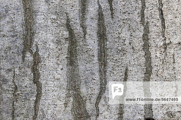 Rinde einer Hainbuche (Carpinus betulus) Detail  Naturschutzgebiet Mönchbruch bei Frankfurt  Hessen  Deutschland  Europa