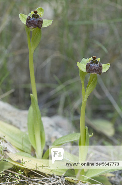 Bremsenragwurz (Ophrys bombyliflora)  Port d'Andratx  Mallorca  Spanien  Europa