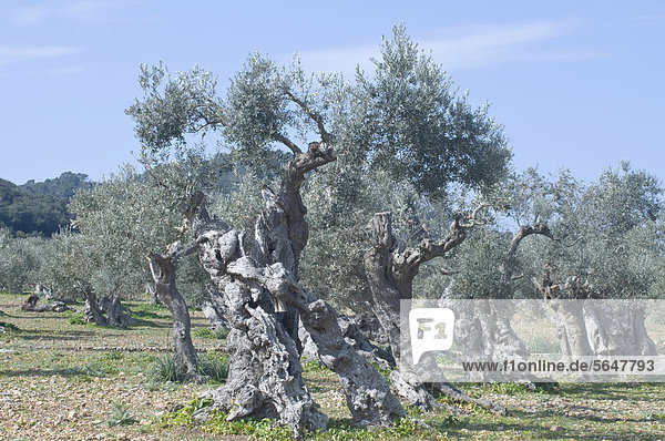 Alte Olivenbäume (Olea europaea)  Tramuntana  Mallorca  Spanien  Europa