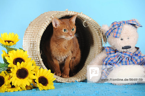 Abessinier Katze in Korb  daneben Teddy
