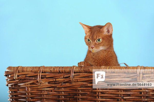 Abessinier Katze in Korb