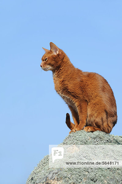 Abessinier Katze auf bemoostem Stein sitzend