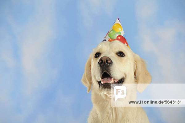Golden Retriever  mit Partyhut
