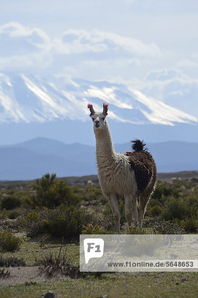 Llama or Lama (Lama glama) standing in front the snow-capped peaks of the high Andes  near Uyuni  Bolivian Altiplano  border triangle of Bolivia  Chile and Argentina  South America