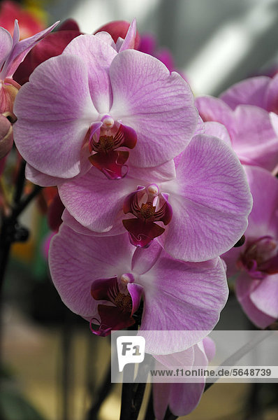 Schmetterlingsorchidee (Phalaenopsis hybride)
