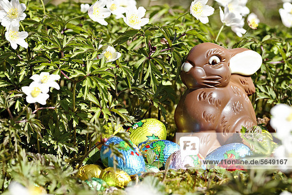 Garten Schokolade Kaninchen Ostern