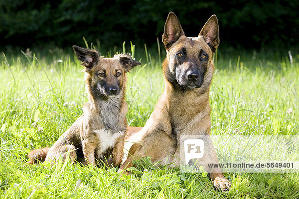 Belgischer Schäferhund oder Malinois und Mischlingshund liegen in Wiese  Nordtirol  Österreich  Europa