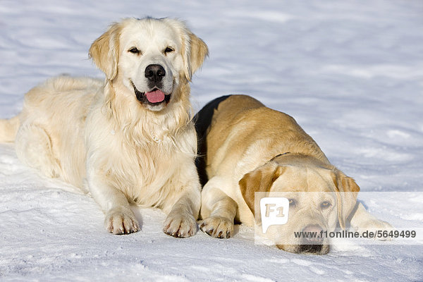 Golden Retriever und Labrador liegen im Schnee  Nordtirol  Österreich  Europa