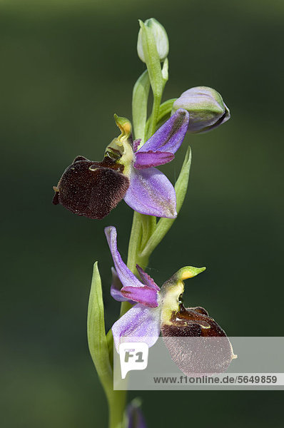 Moris' Orchid (Ophrys mosisii) Dorgali  Sardinia  Italy  Europe