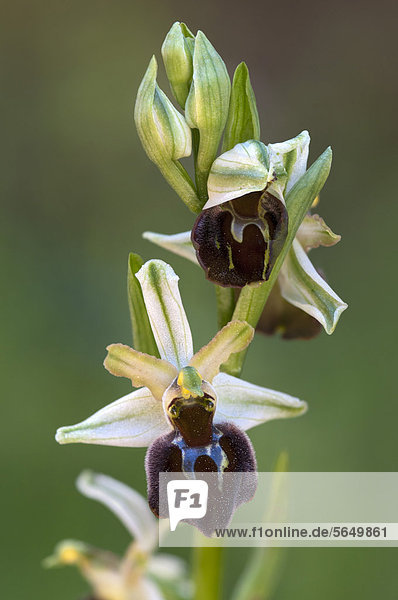 Palermo-Ragwurz (Ophrys panormitana)  Dorgali  Sardinien  Italien  Europa